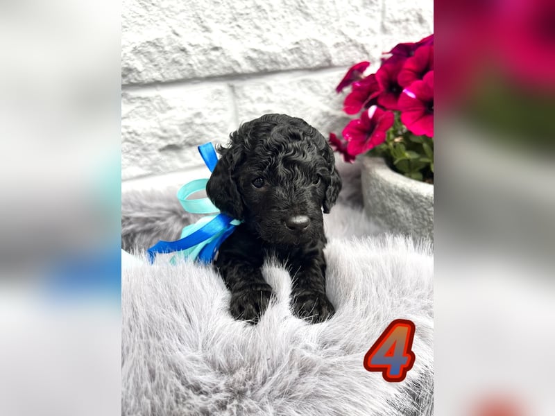 Wunderschöne Cockapoo Welpen