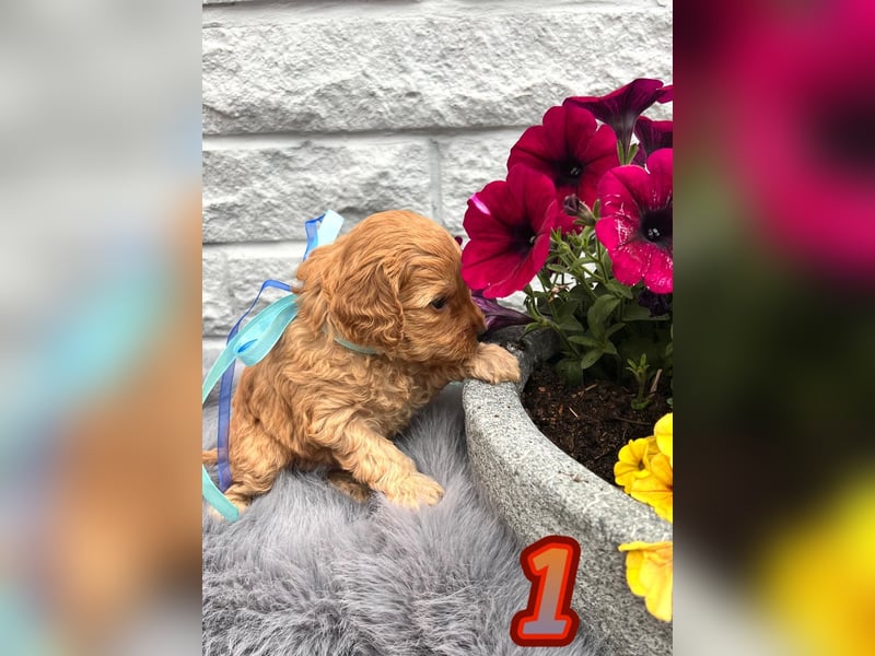 Wunderschöne Cockapoo Welpen