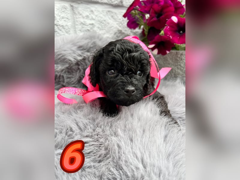 Wunderschöne Cockapoo Welpen