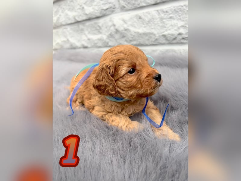 Wunderschöne Cockapoo Welpen