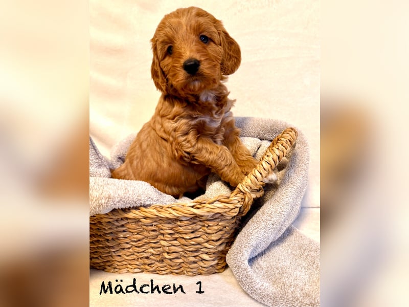 Cockerpoo / Cockapoo Welpen