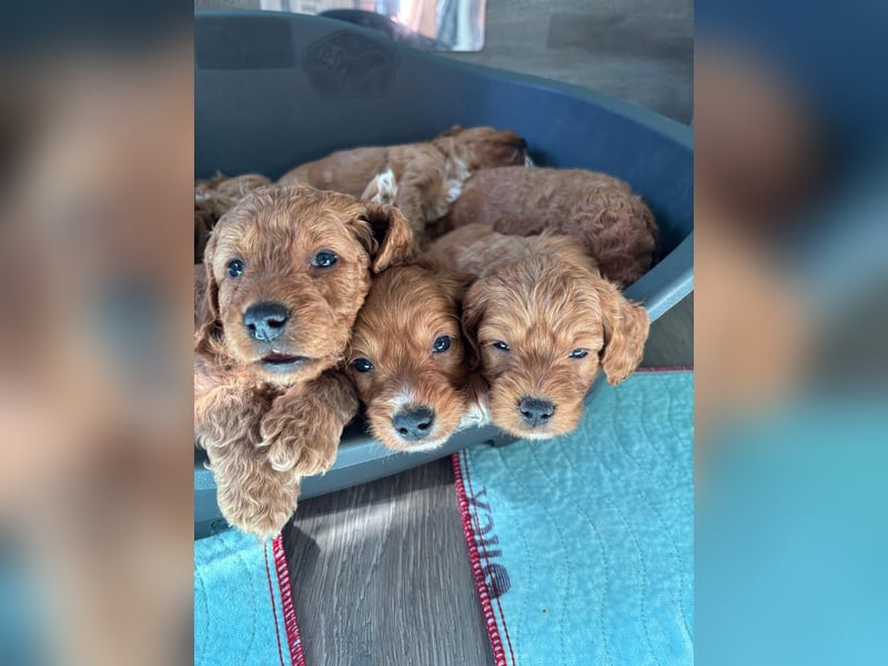 Cockerpoo / Cockapoo Welpen