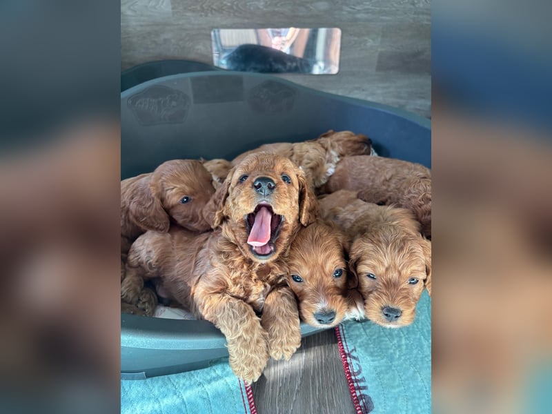 Cockerpoo / Cockapoo Welpen
