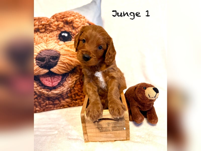 Cockerpoo / Cockapoo Welpen