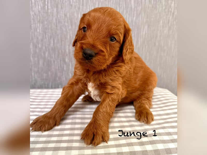Cockerpoo / Cockapoo Welpen