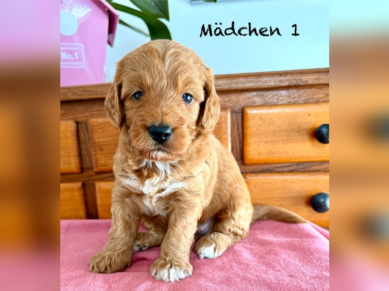 Cockerpoo / Cockapoo Welpen