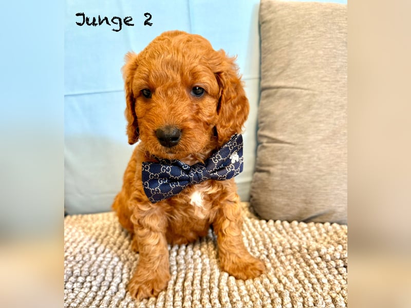Cockerpoo / Cockapoo Welpen