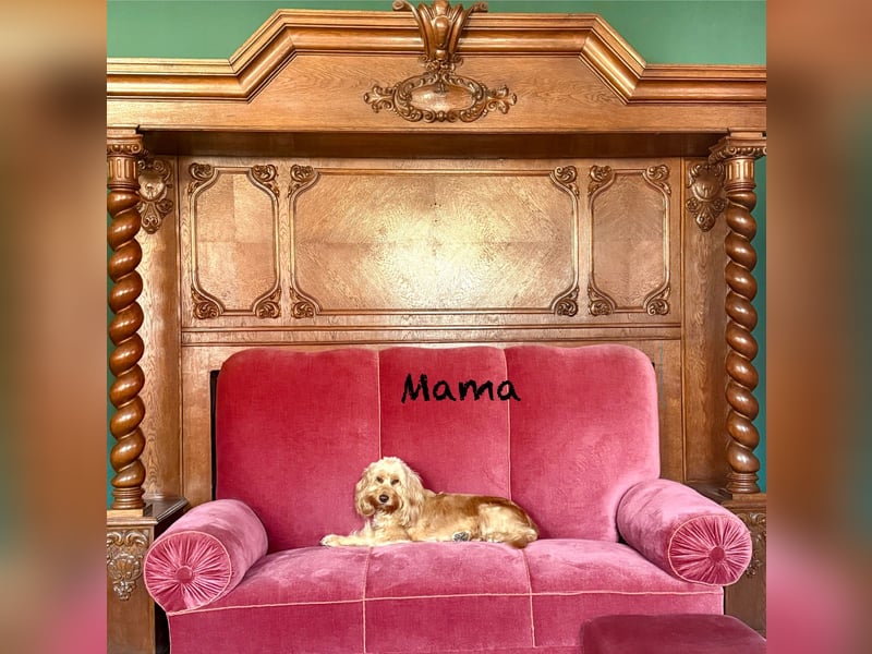 Cockerpoo / Cockapoo Welpen