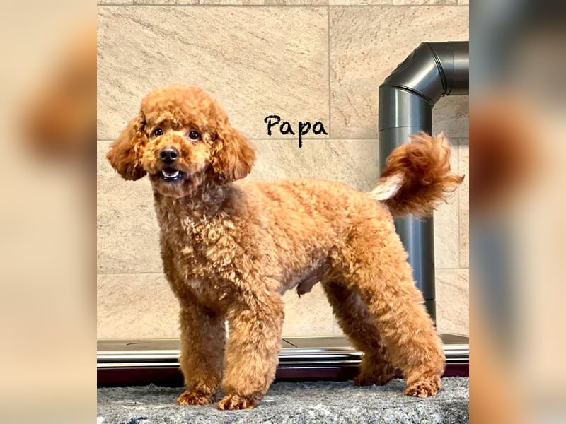Cockerpoo / Cockapoo Welpen