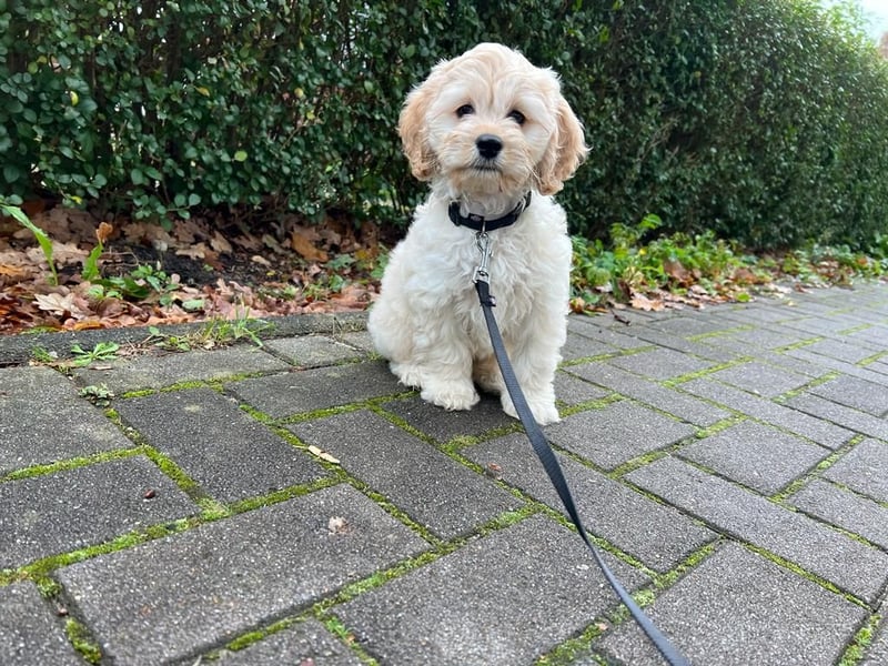 Cockapoo ! Bezaubernde Welpen aus langjähriger, bewährter u. überprüfter Haus/Familienaufzucht.