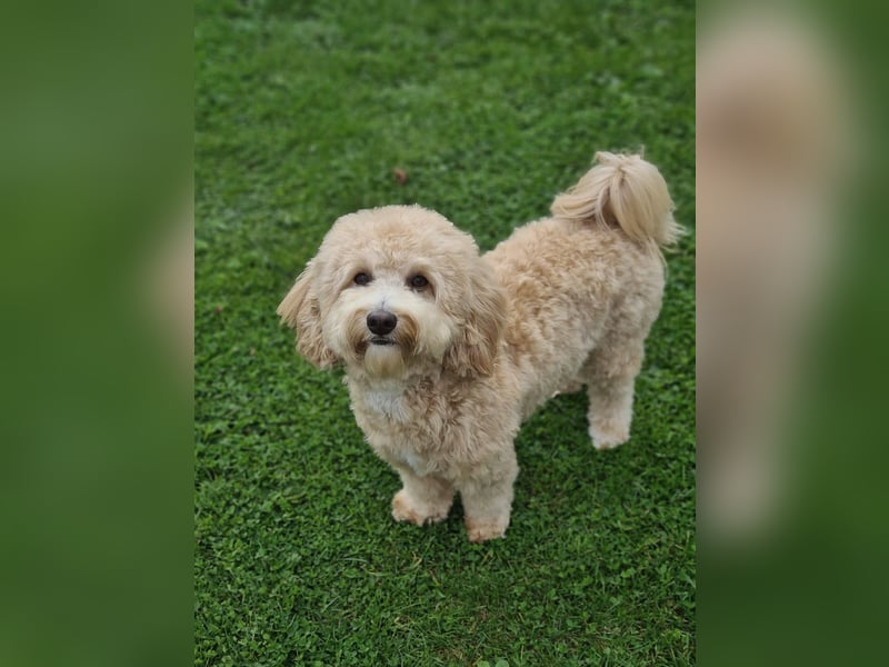Cockapoo ! Bezaubernde Welpen aus langjähriger, bewährter u. überprüfter Haus/Familienaufzucht.