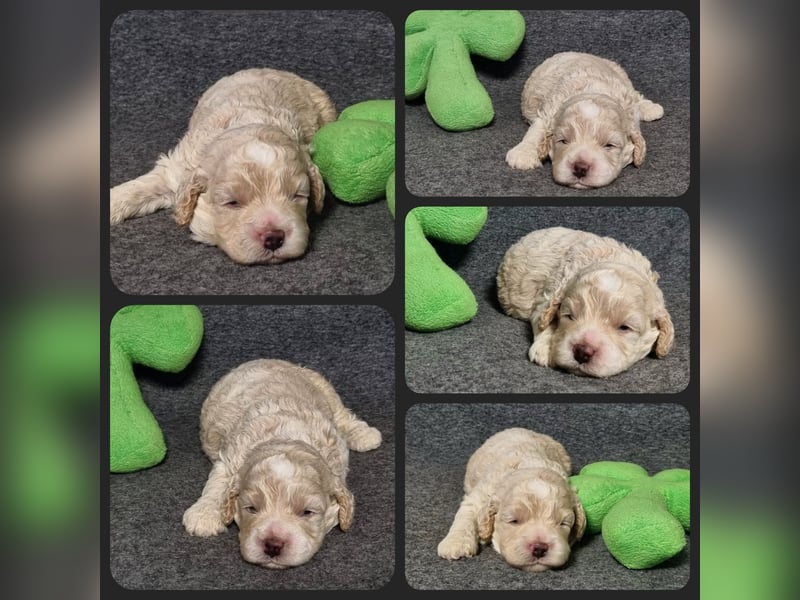 Cockapoo ! Bezaubernde Welpen aus langjähriger, bewährter u. überprüfter Haus/Familienaufzucht.