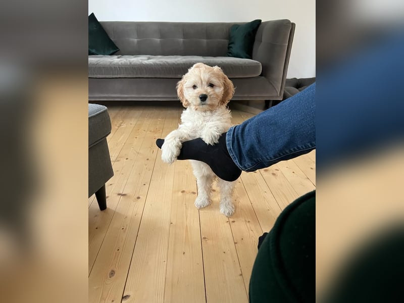Cockapoo ! Bezaubernde Welpen aus langjähriger, bewährter u. überprüfter Haus/Familienaufzucht.