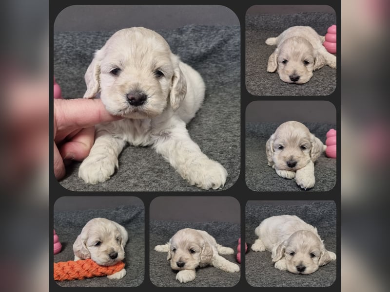 Cockapoo ! Bezaubernde Welpen aus langjähriger, bewährter u. überprüfter Haus/Familienaufzucht.