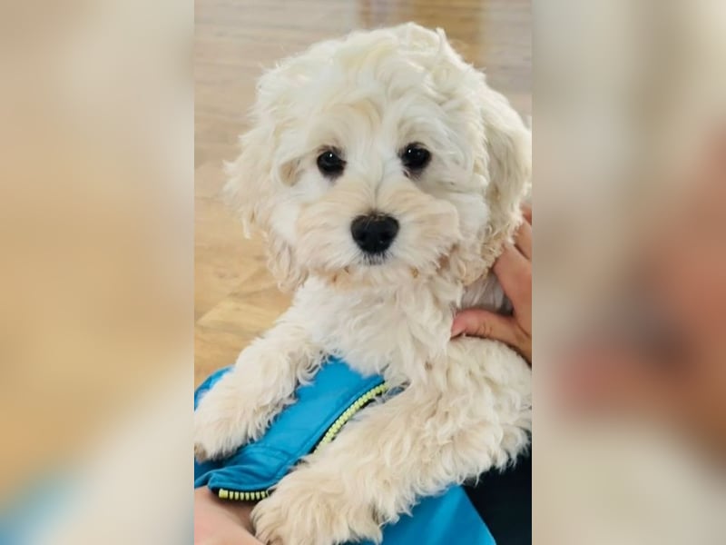 Cockapoo ! Bezaubernde Welpen aus langjähriger, bewährter u. überprüfter Haus/Familienaufzucht.