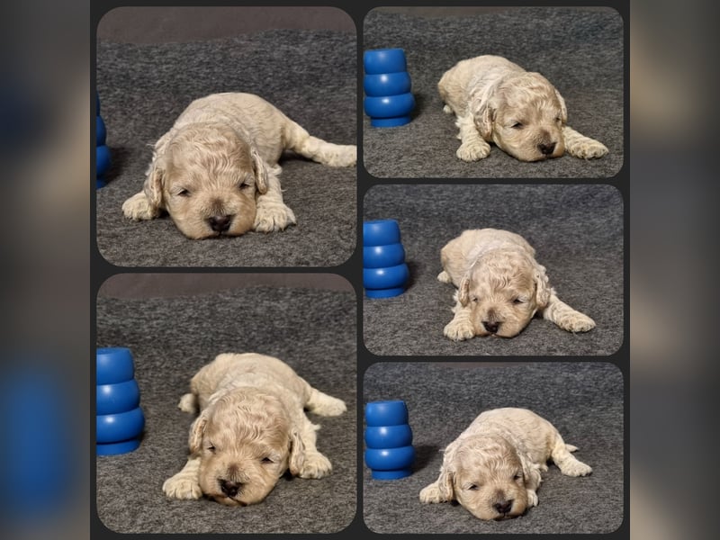 Cockapoo ! Bezaubernde Welpen aus langjähriger, bewährter u. überprüfter Haus/Familienaufzucht.