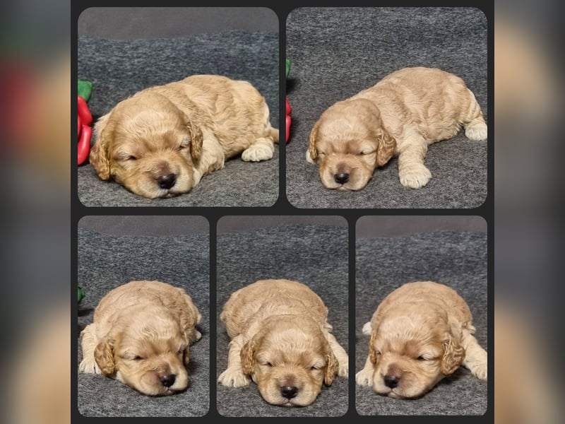 Cockapoo ! Bezaubernde Welpen aus langjähriger, bewährter u. überprüfter Haus/Familienaufzucht.
