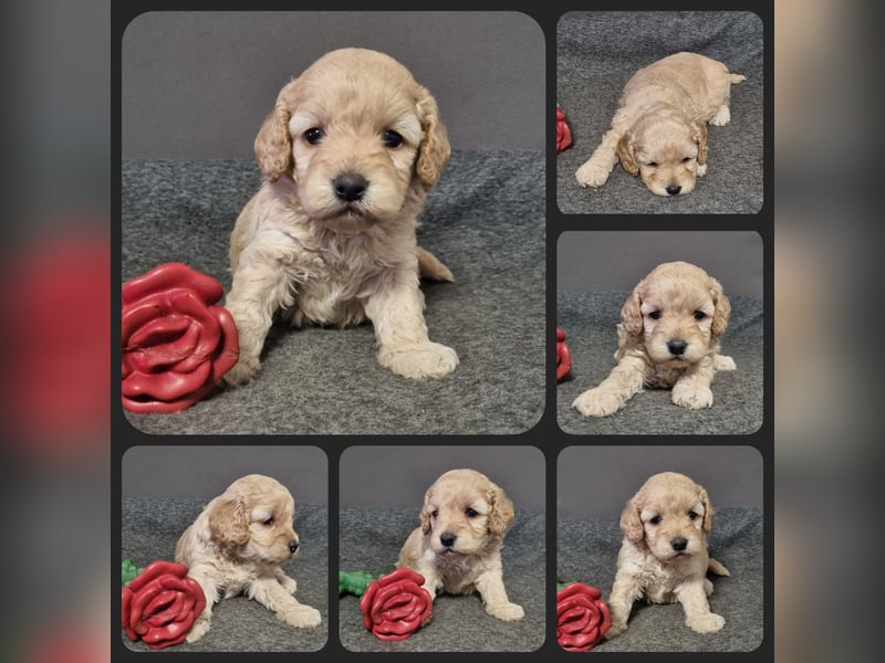 Cockapoo ! Bezaubernde Welpen aus langjähriger, bewährter u. überprüfter Haus/Familienaufzucht.