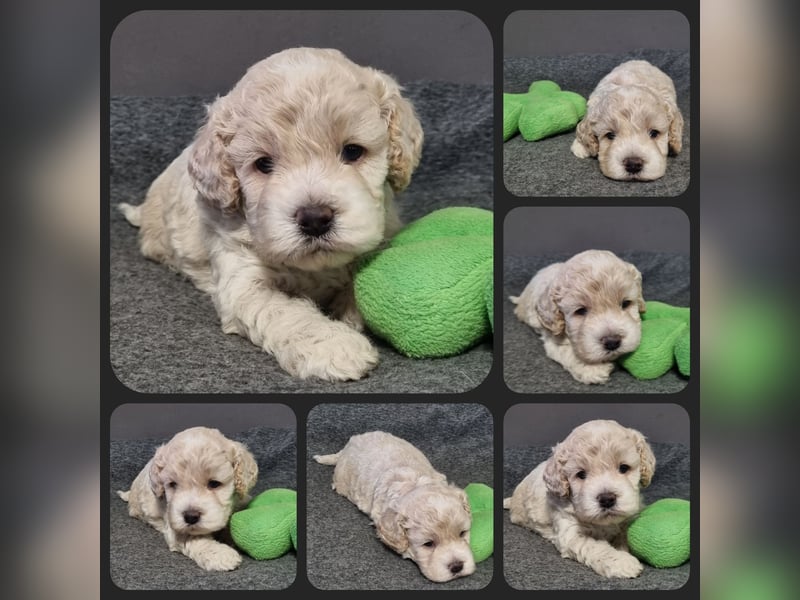 Cockapoo ! Bezaubernde Welpen aus langjähriger, bewährter u. überprüfter Haus/Familienaufzucht.