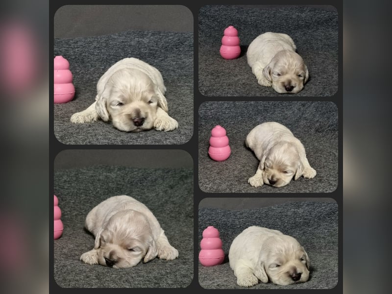 Cockapoo ! Bezaubernde Welpen aus langjähriger, bewährter u. überprüfter Haus/Familienaufzucht.