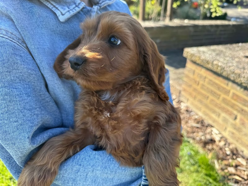 Cockapoo, Toypudel, Maltipoo, Hybridhunde