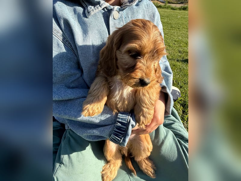 Cockapoo, Toypudel, Maltipoo, Hybridhunde