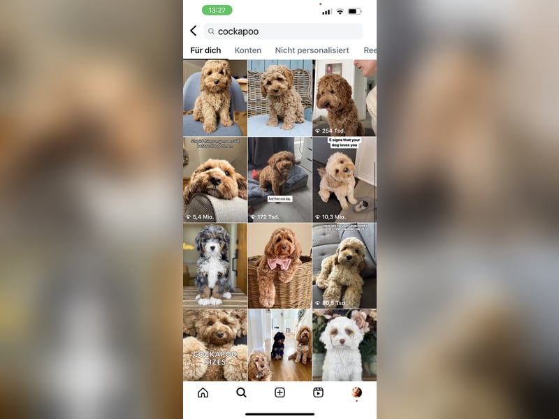 Cockapoo, Toypudel, Maltipoo, Hybridhunde