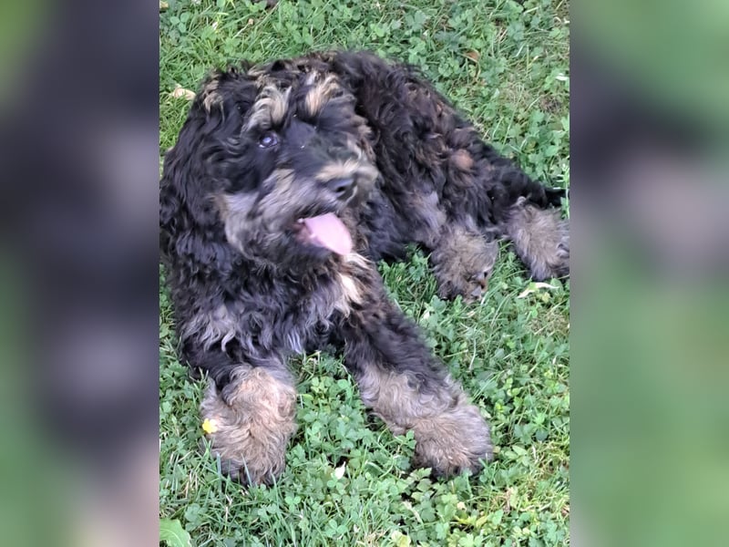 Cockapoo  Welpen