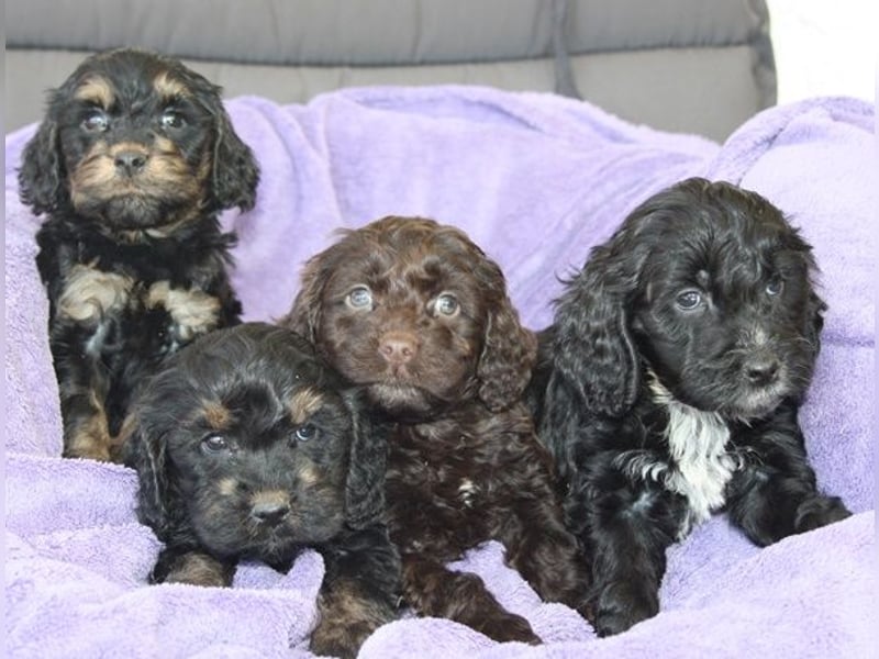 Cockapoo  Welpen