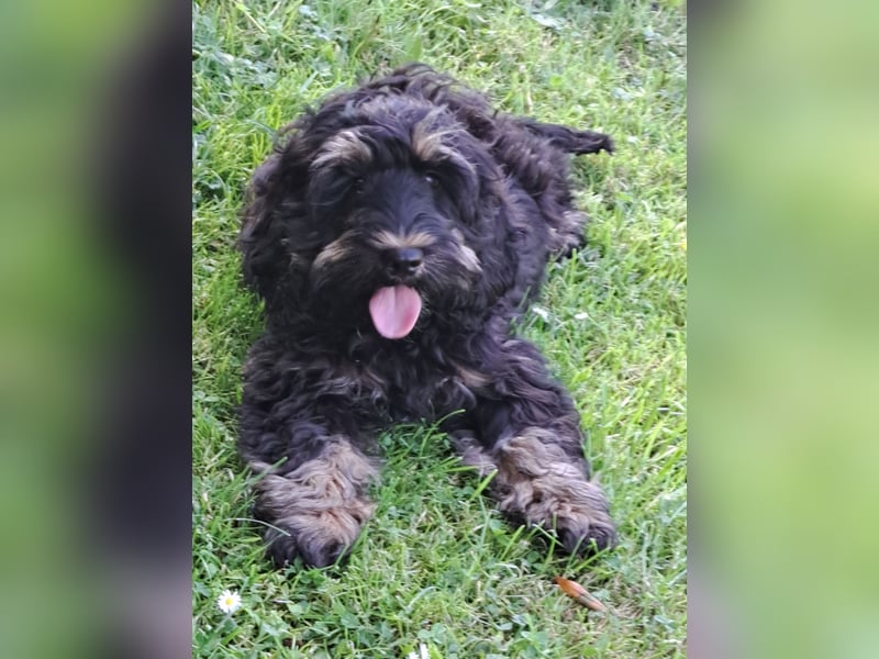 Cockapoo  Welpen