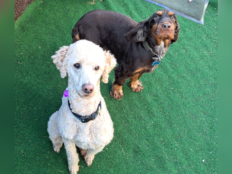 Cockapoo  Welpen