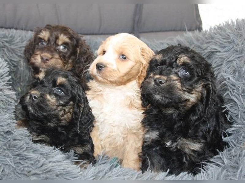 Cockapoo  Welpen