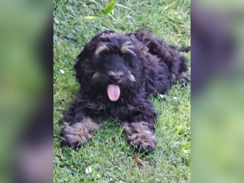 Cockapoo  Welpen