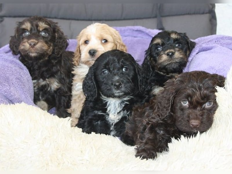 Cockapoo  Welpen