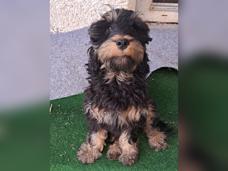 Cockapoo  Welpen