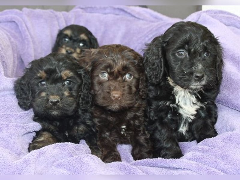 Cockapoo  Welpen