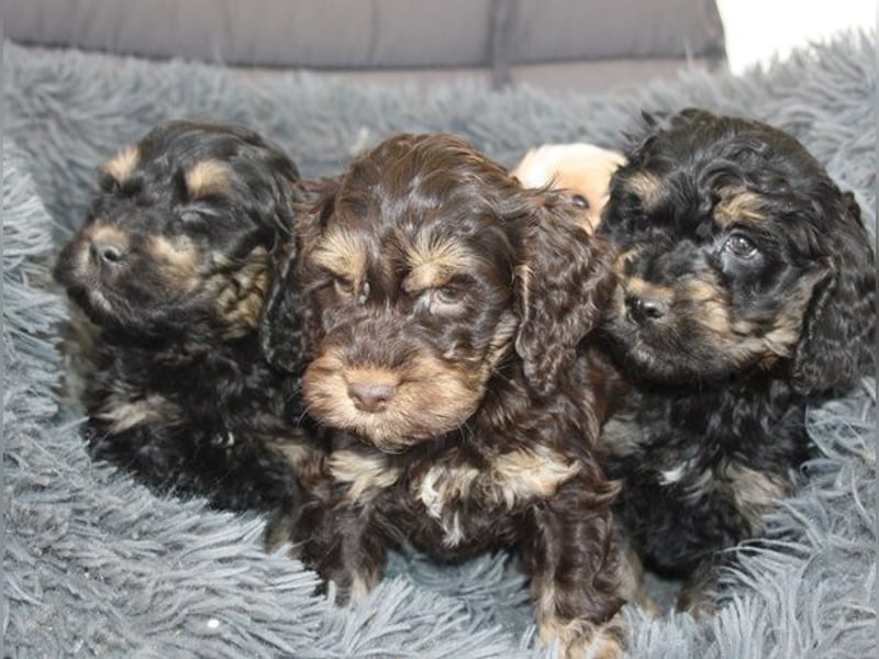 Cockapoo  Welpen