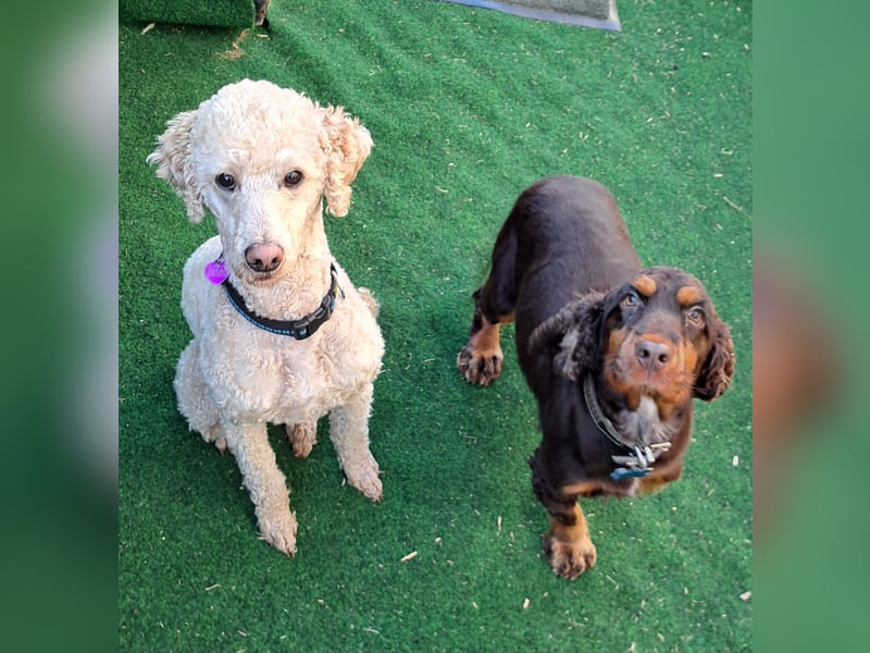 Cockapoo  Welpen