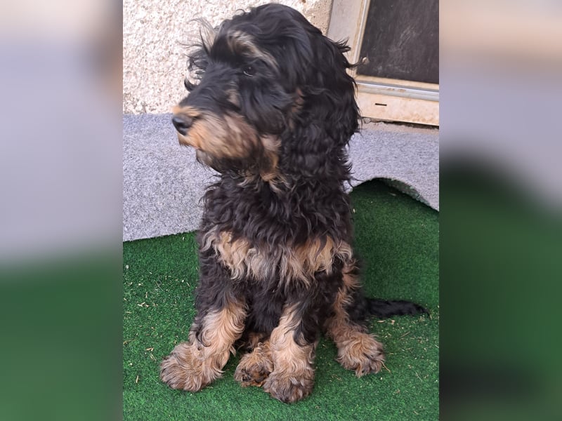 Cockapoo  Welpen