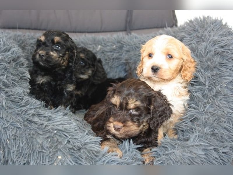 Cockapoo  Welpen