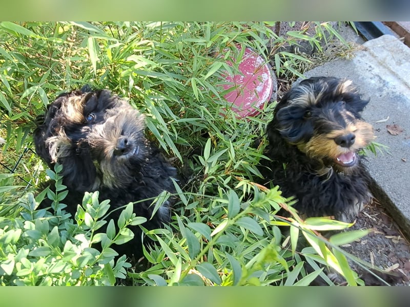 Cockapoo  Welpen