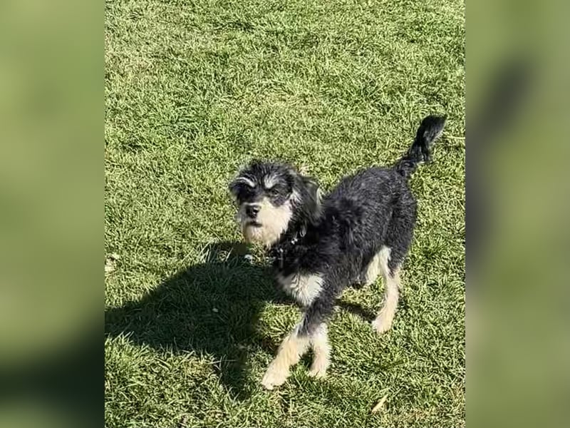 Jackapoo Hündin Junghund