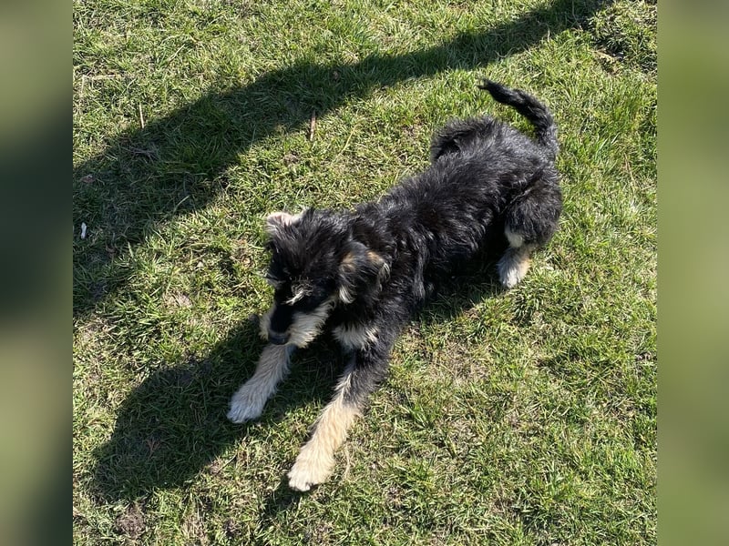 Jackapoo Hündin Junghund