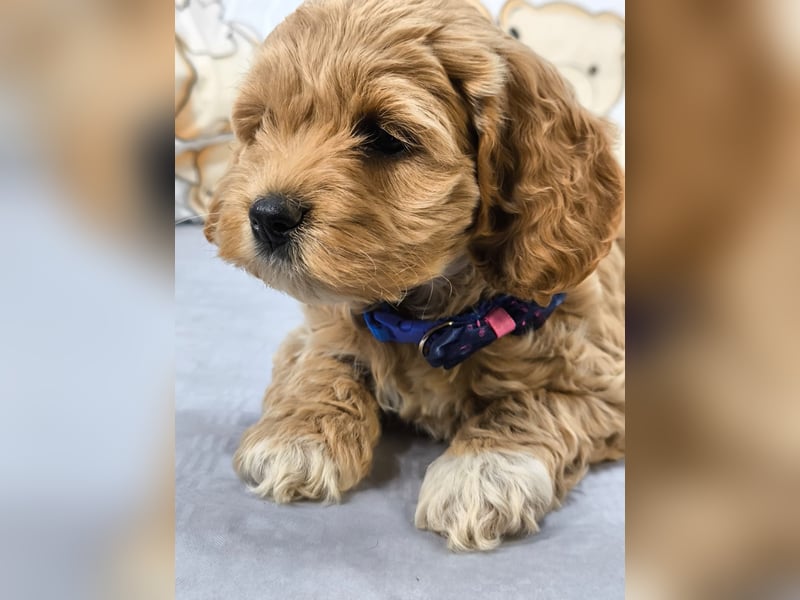 Schöne Cockapoo-Welpen
