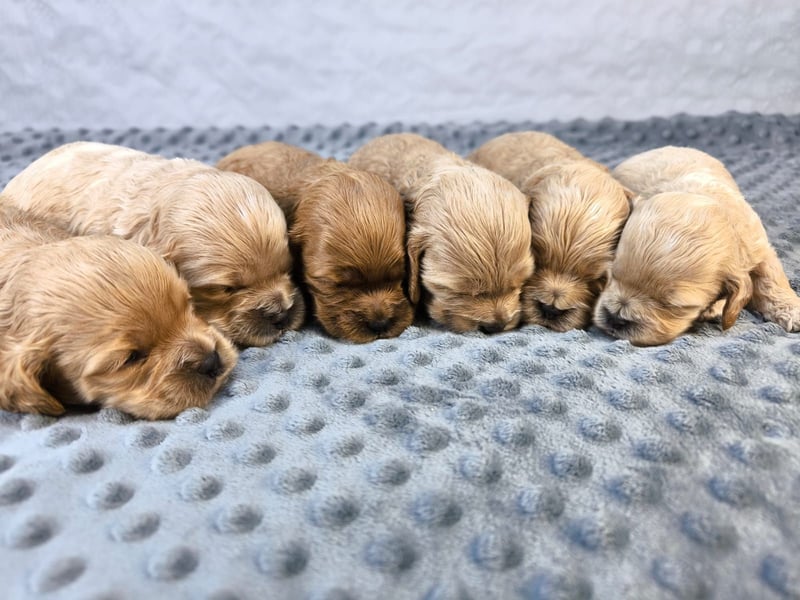 Schöne Cockapoo-Welpen