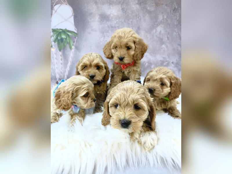 Schöne Cockapoo-Welpen