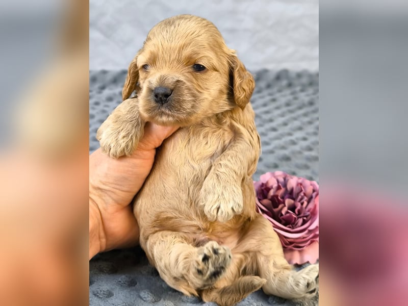 Schöne Cockapoo-Welpen