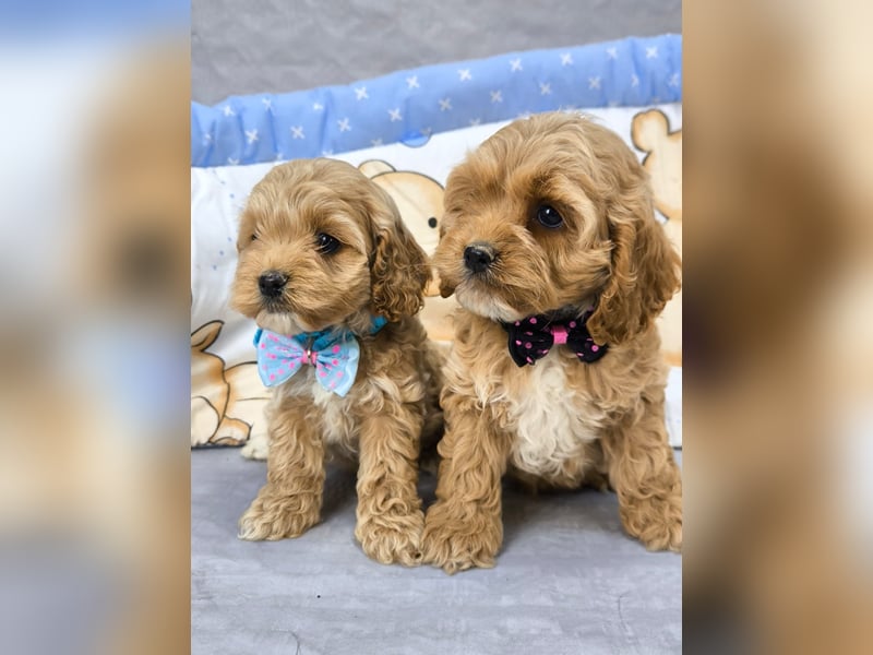 Schöne Cockapoo-Welpen