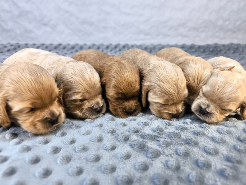 Schöne Cockapoo-Welpen