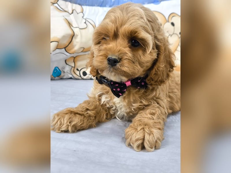 Schöne Cockapoo-Welpen